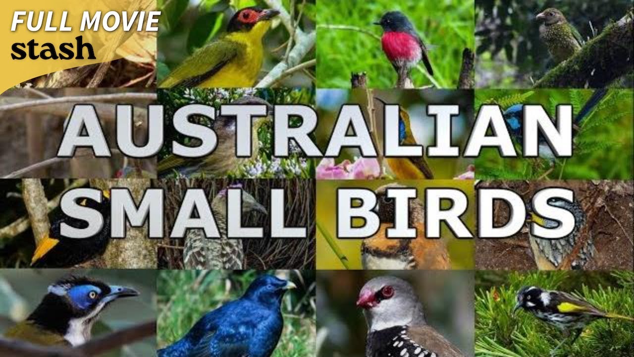 Australian Small Birds | Animal Observation Documentary | Full Movie