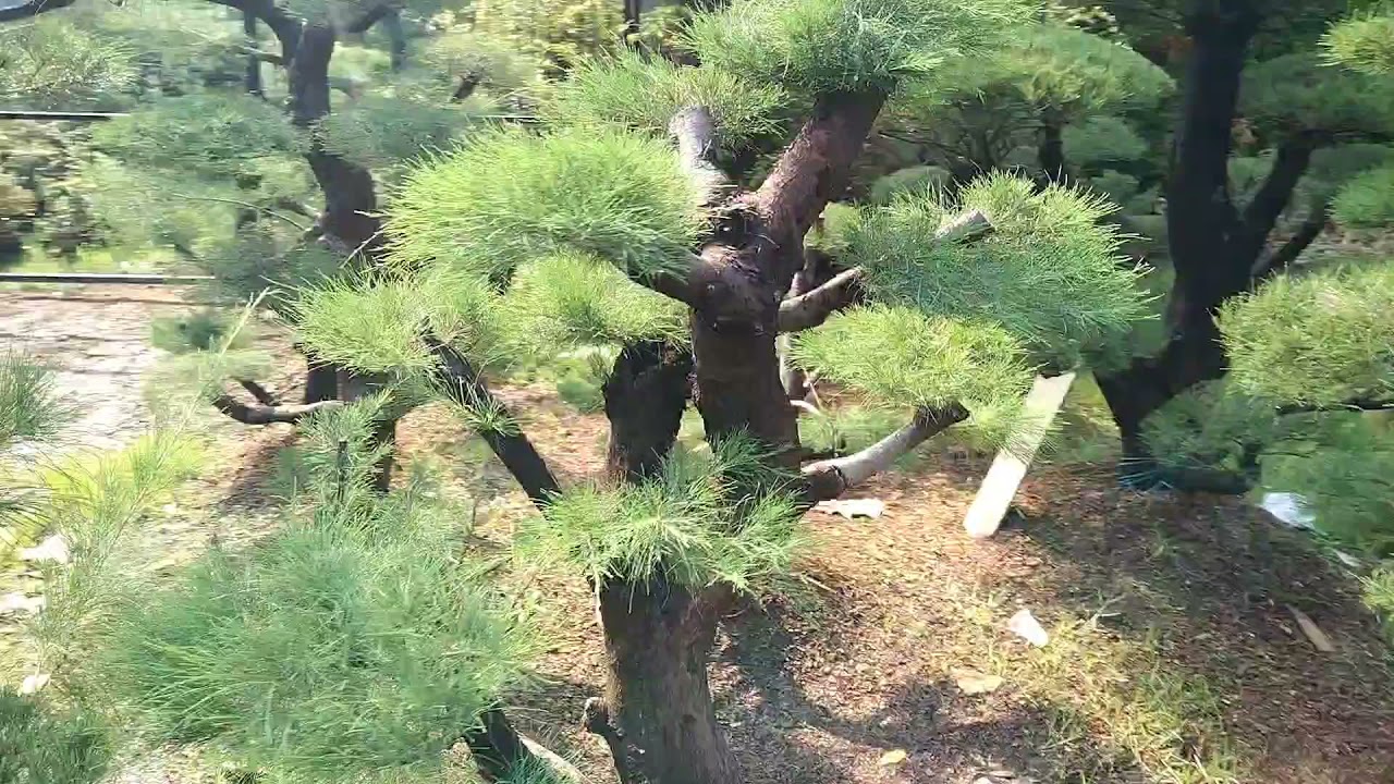 LAPAK DAN PANGKALAN BONSAI DI JAKARTA  #bonsai88 #sahabatbonsai88  #LAPAKBONSAI