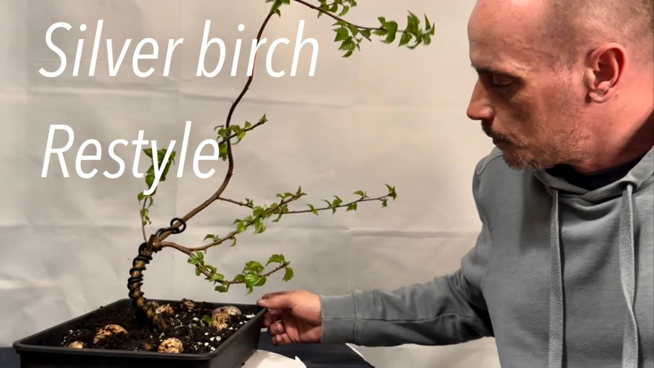 Silver birch bonsai, restyle and repot @Bonsaicrazy #bonsai #bonsaitree #bonsaiuk
