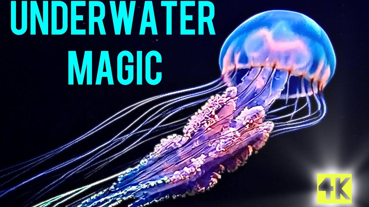 3D HOLOGRAM: 🌊 NEON SOUTHERN OCEAN CREATURES – SERENE UNDERWATER MAGIC ✨