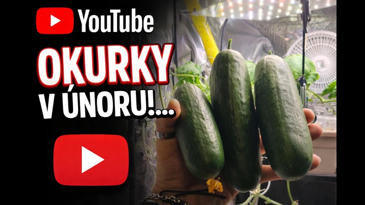 Okurky v únoru