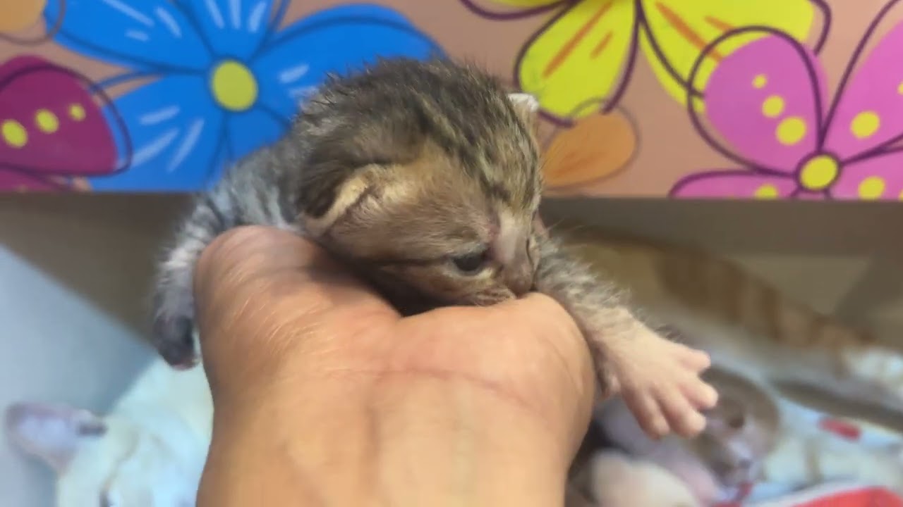 11 days old With The mother cats and  Cute kittens#cat #adoptstrays #cute #catmeow #animals #pets