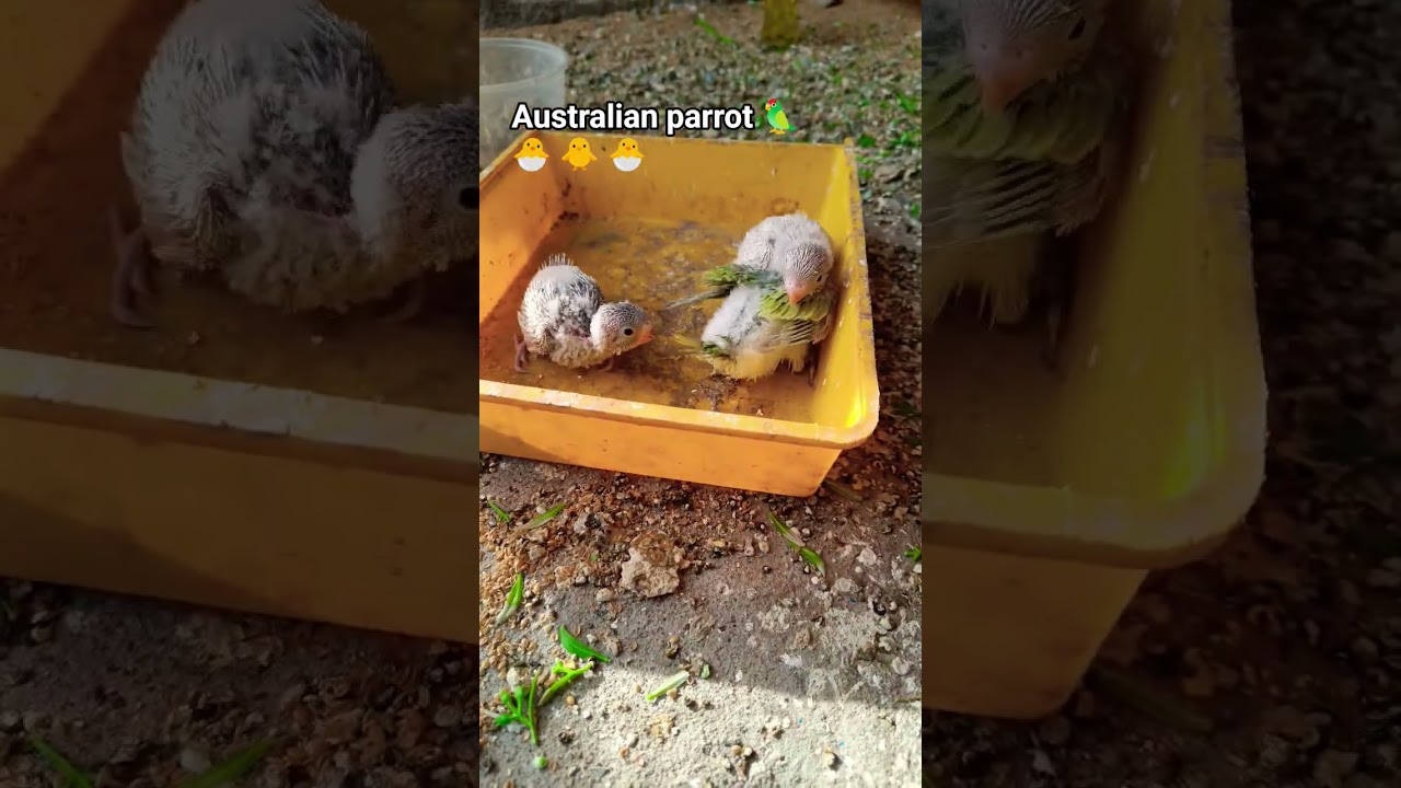 Australian parrot (( Budjigs)) #video #birds #budgiebreeding