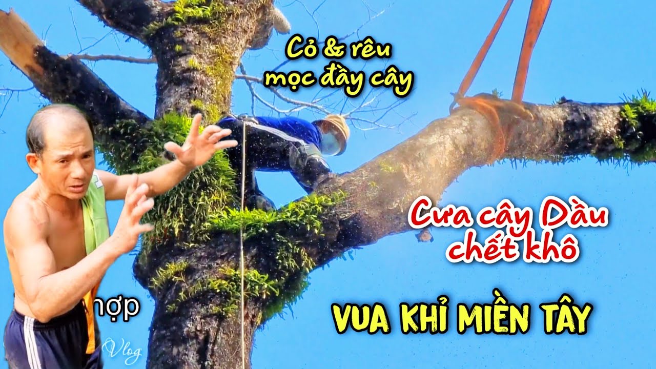 Siêu thử thách! Lần đầu tiên trong sự nghiệp Vua Khỉ cưa cùng lúc 4 cây Dầu chết khô tại Sài Gòn
