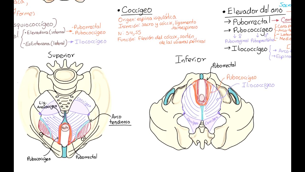 Anatomía: Diafragma pélvico