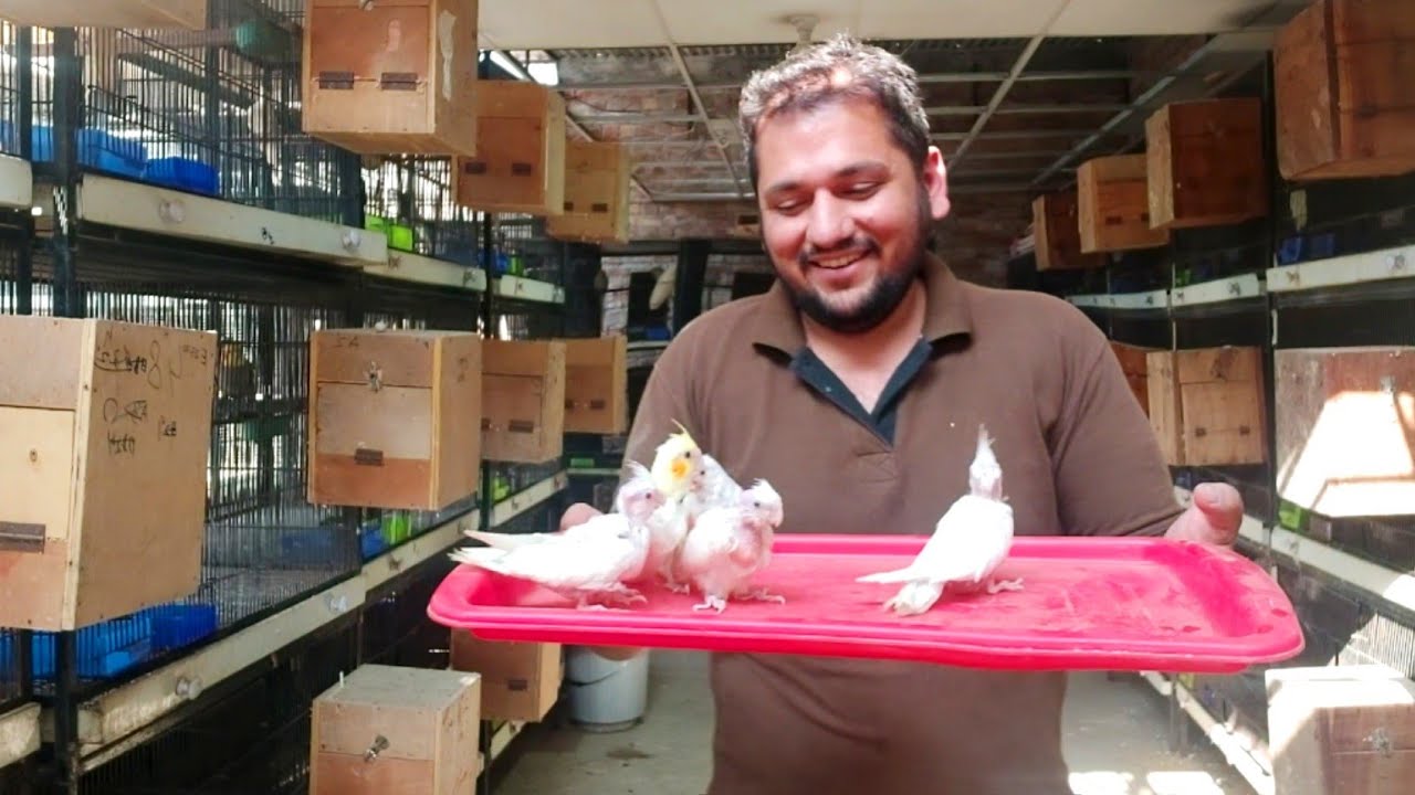 200 Cocktail Parrot Progres Video - Hsn Entertainment