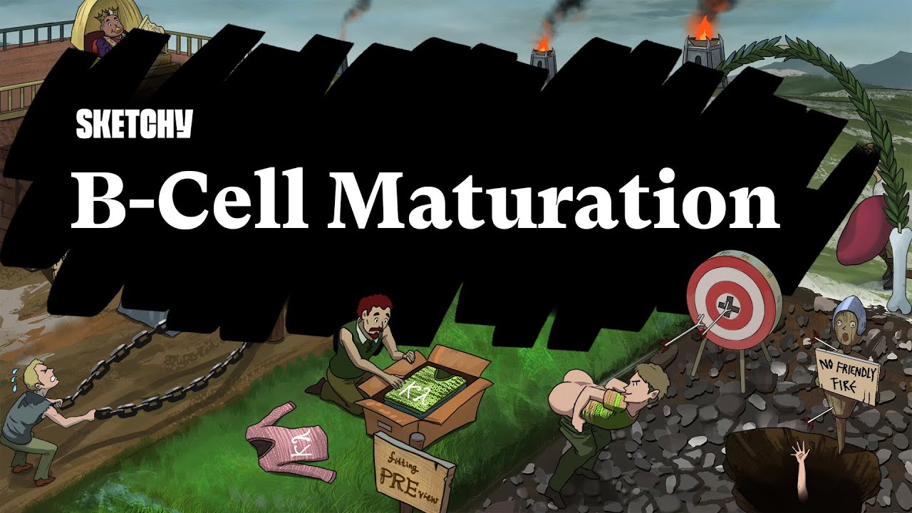 What is B-Cell Maturation? (Part 1) | Sketchy Medical | USMLE Step 1