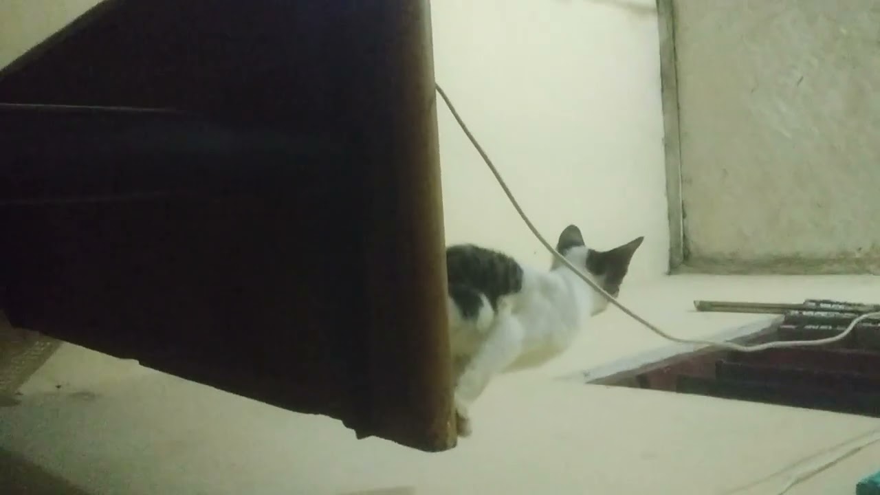 Kucing sedang mainan kabel 