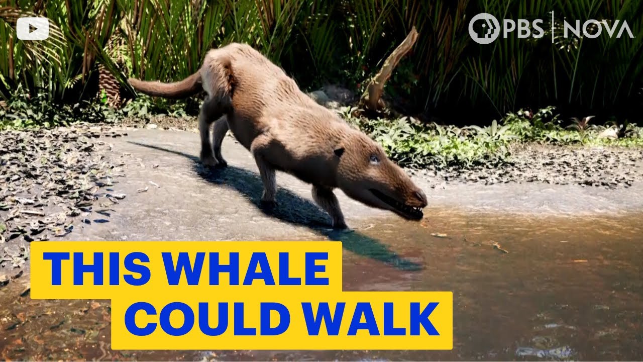 The Whale That Could Walk | NOVA | PBS