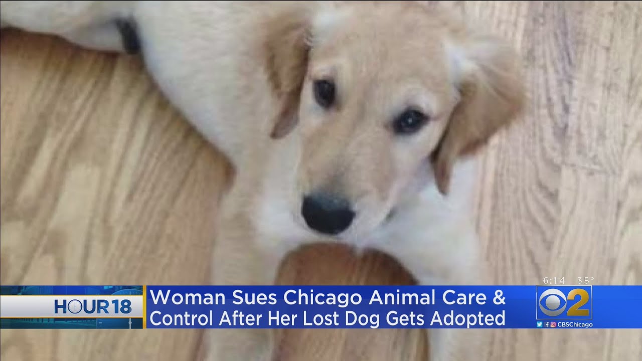 Woman Sues Chicago Animal Care And Control After Her Lost Dog Gets Adopted