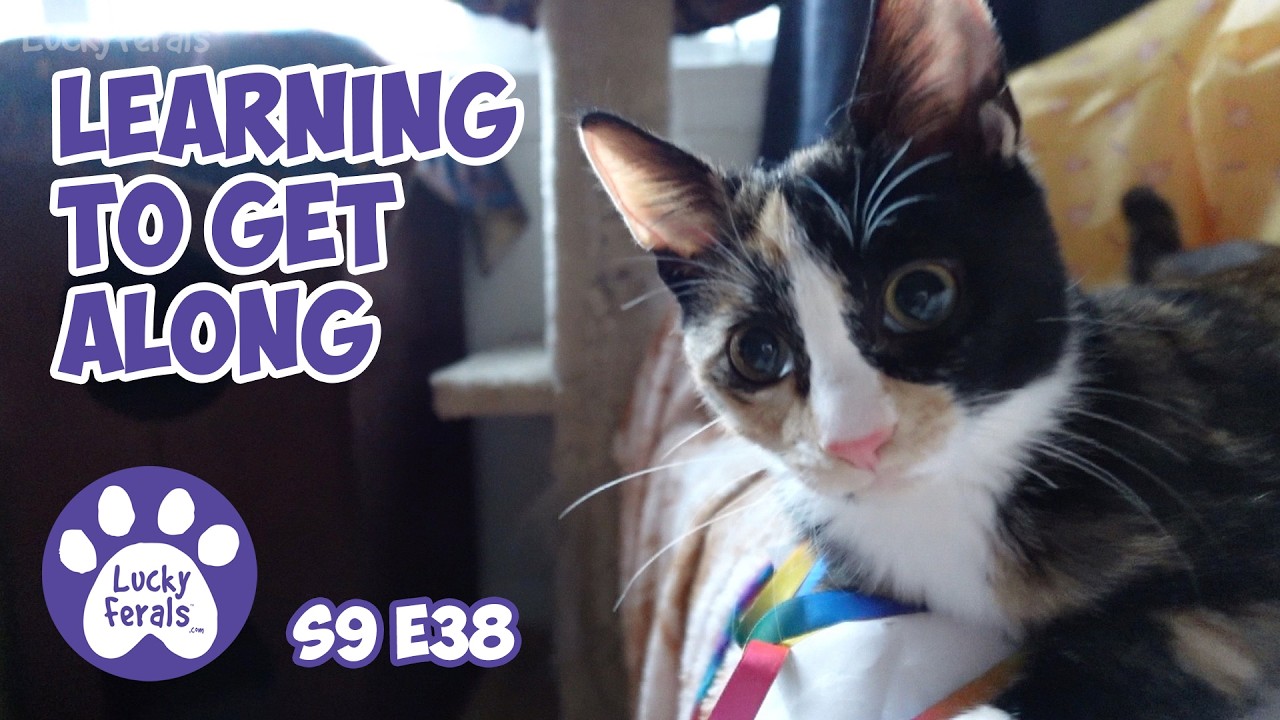Learning To Get Along - Rescue Kitten Days 40 41 - Lucky Ferals Cat Vlog S9 E38
