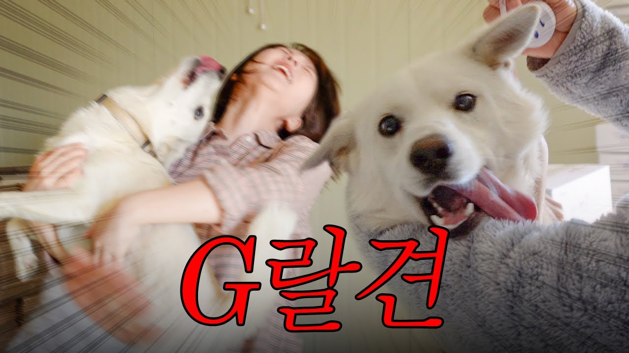 럭키 때문에 엄마 ㄱㅐ빡친 날