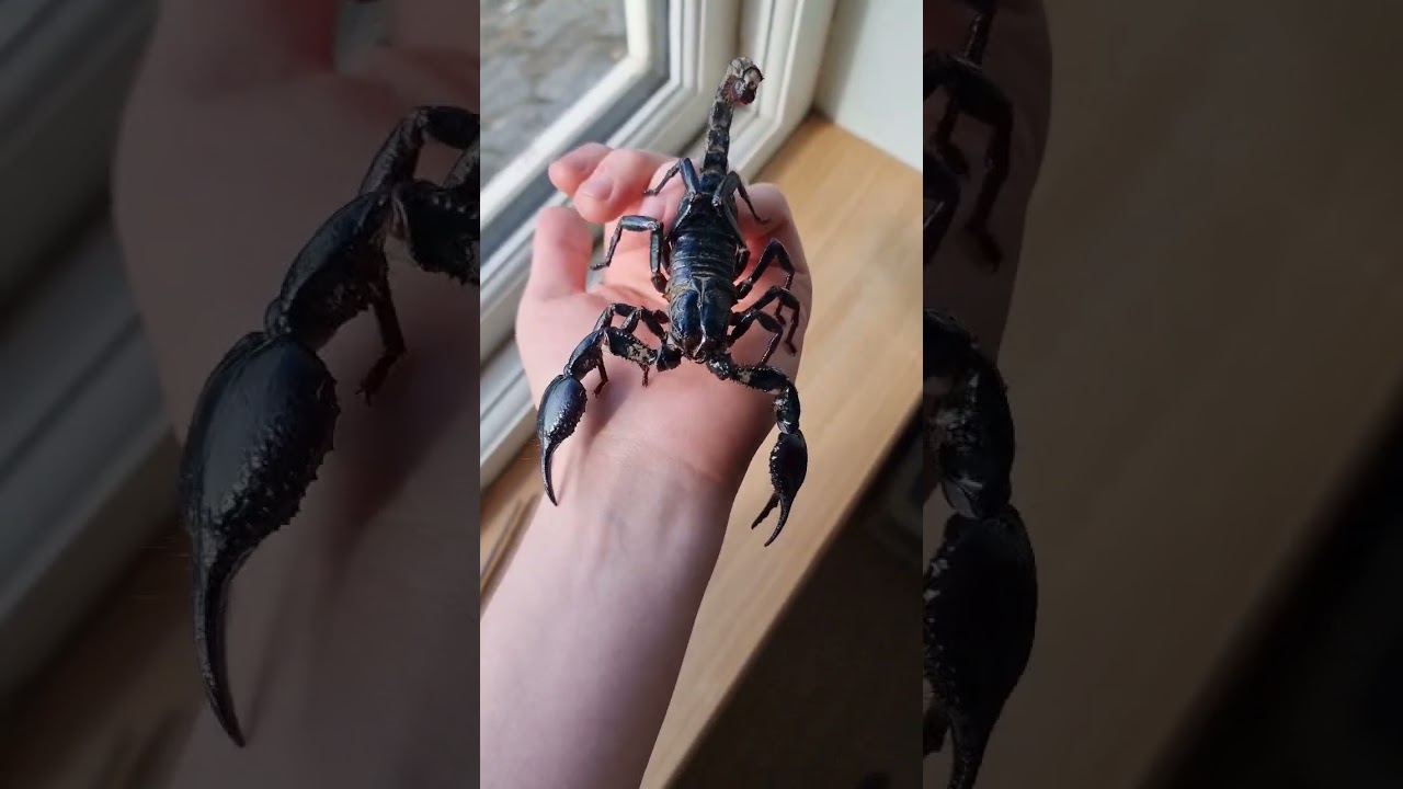 Scorpion Growth 🔥🔥🔥 #scorpion #animal #spider #millipede