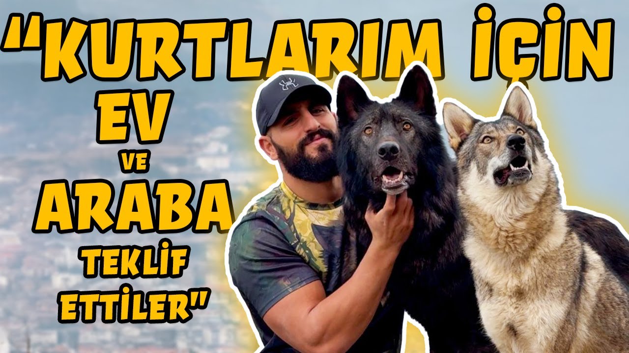 7 Adet Kurt ile Aynı Evde Yaşayan Adam - Wolfs Of Cigo