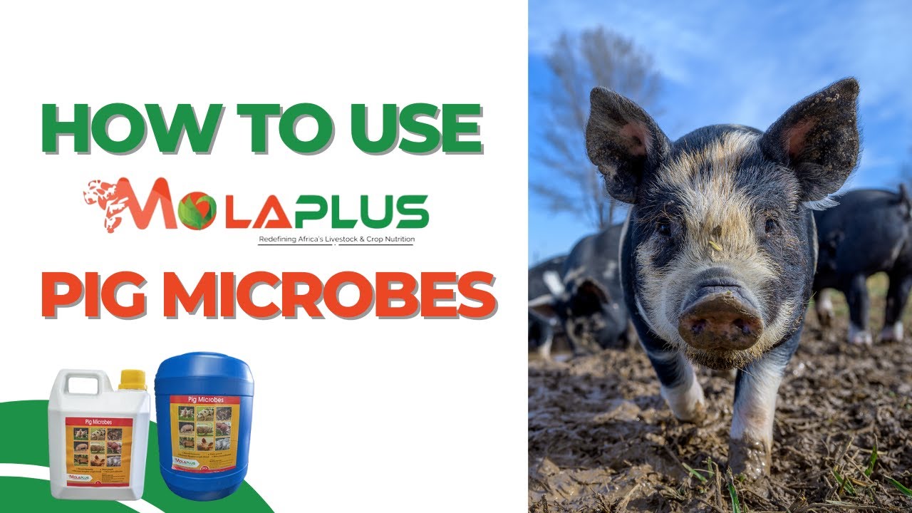 Step By Step Guide On How To Use MolaPlus Pig Microbes For Better Results