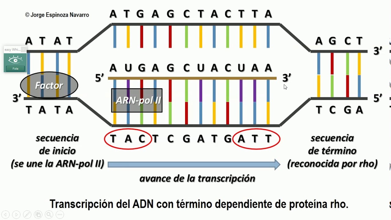 Transcripción y traducción del ADN