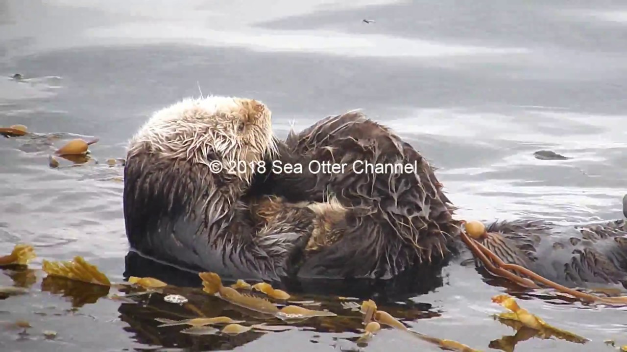 Sea otter Mom and Pup in kelp | ケルプの中のラッコの親子