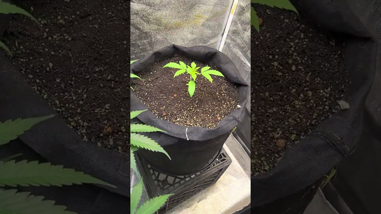 My Big Autoflower update!