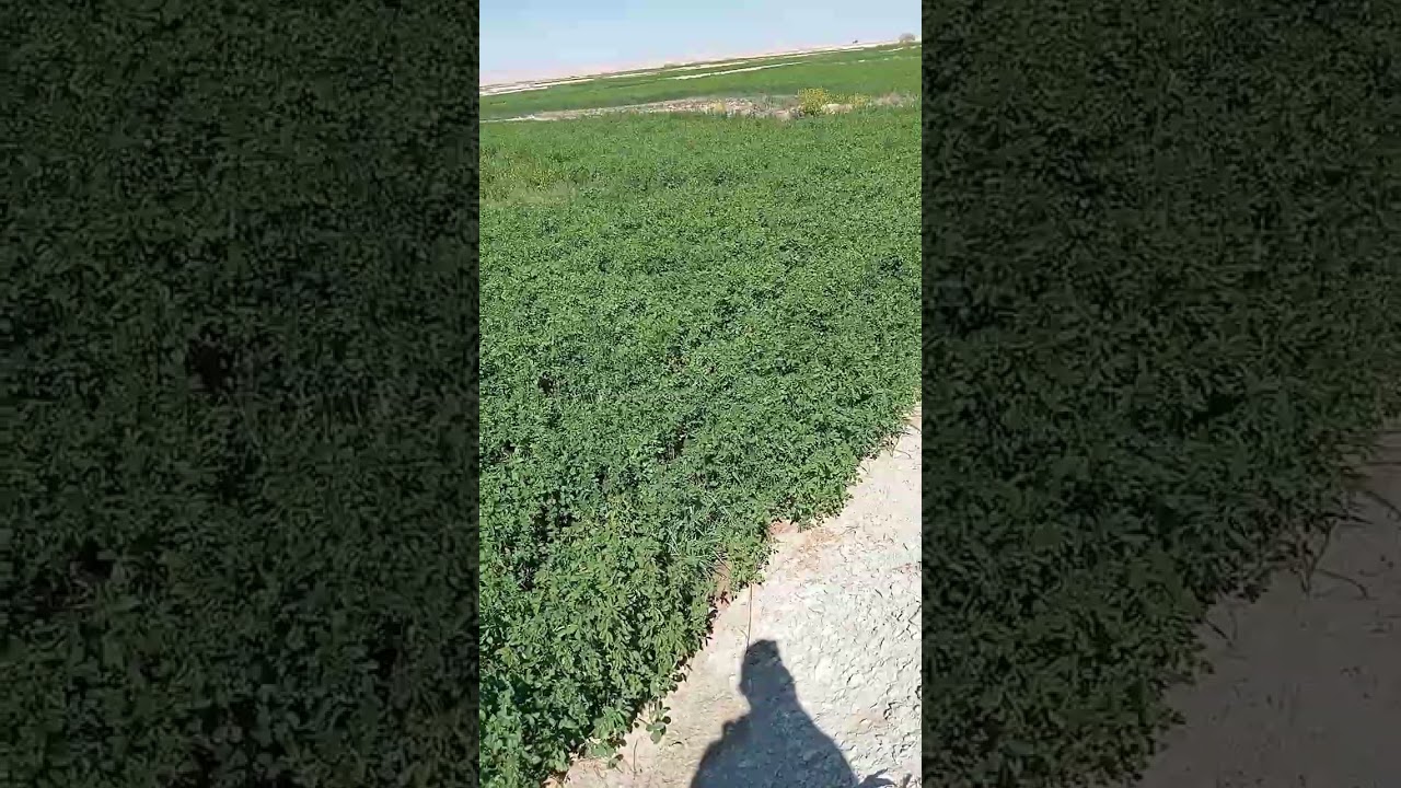 أجمل أرض وأجمد عرض عشرين فدان