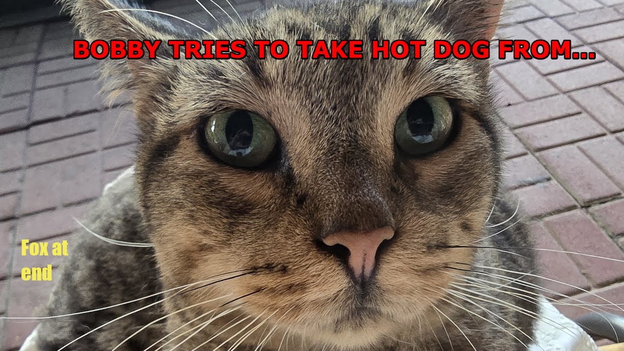 Discovered Bobby the Bobtail likes hot dogs-WAIT FOR IT