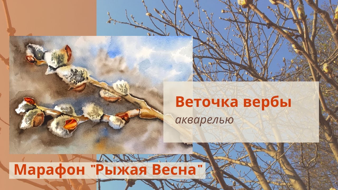 Рисуем акварелью веточку вербы. Онлайн урок рисования.