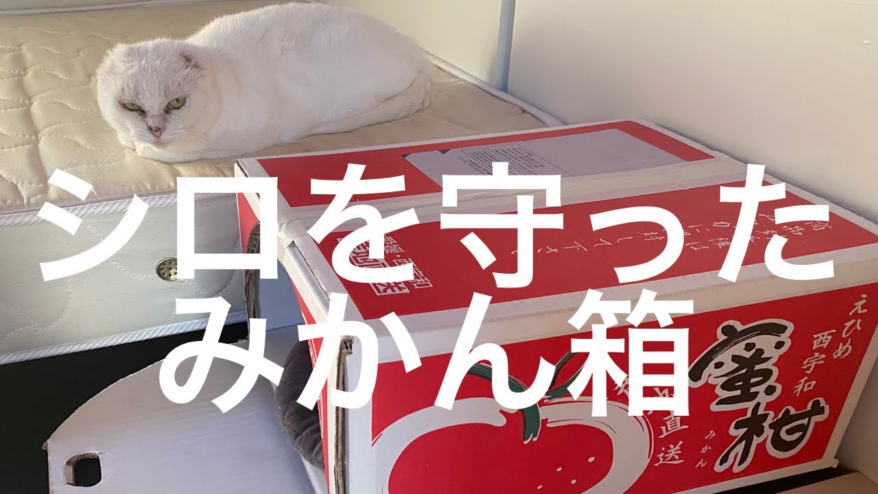 【95＆6】両耳の癌切除から美しいフクロウ猫に。元山の野良シロの捕獲から今へ『総集編』