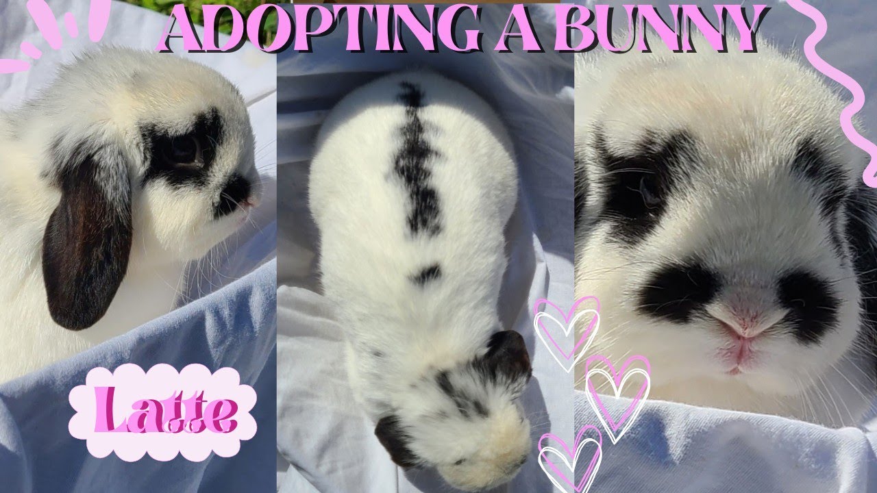 GETTING A BUNNY VLOG! preparing for and bringing home my new rabbit 2023! meet Latte 💕🐇