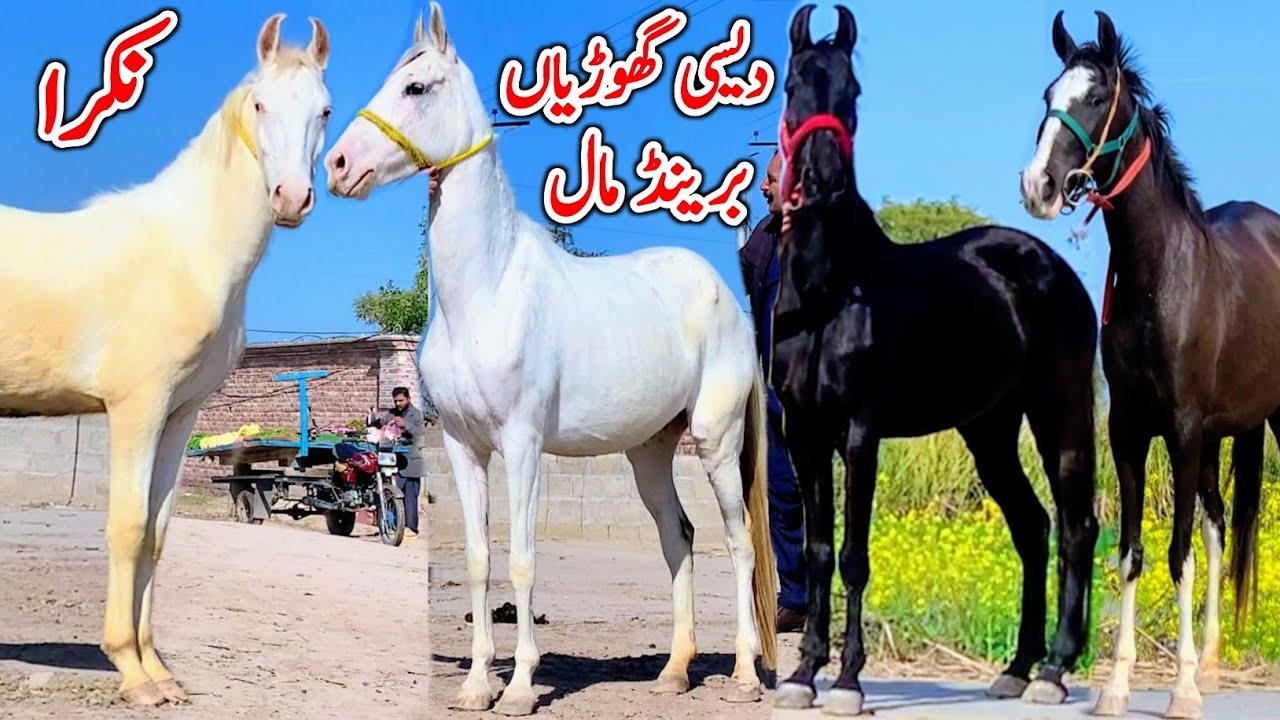 Horse For Sale In Punjab | Desi Horse Farm | Horse For Sale | Horse Market 