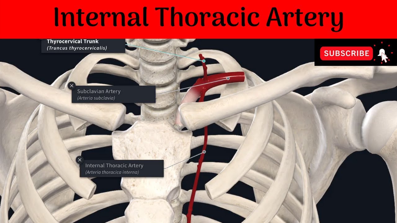 Internal Thoracic Artery | Origin | Termination | Branches | Clinical Importance