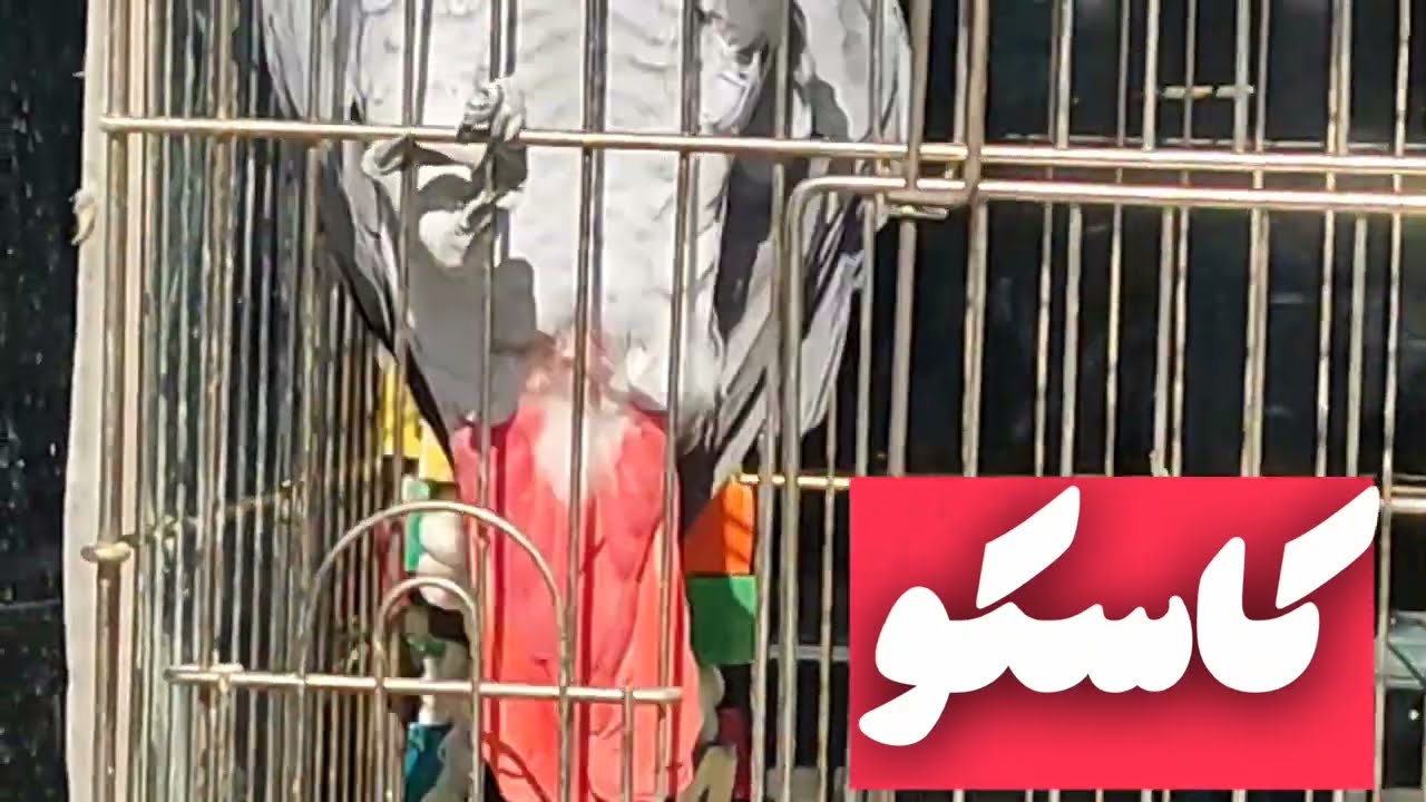 #کاسکو بازیگوش#