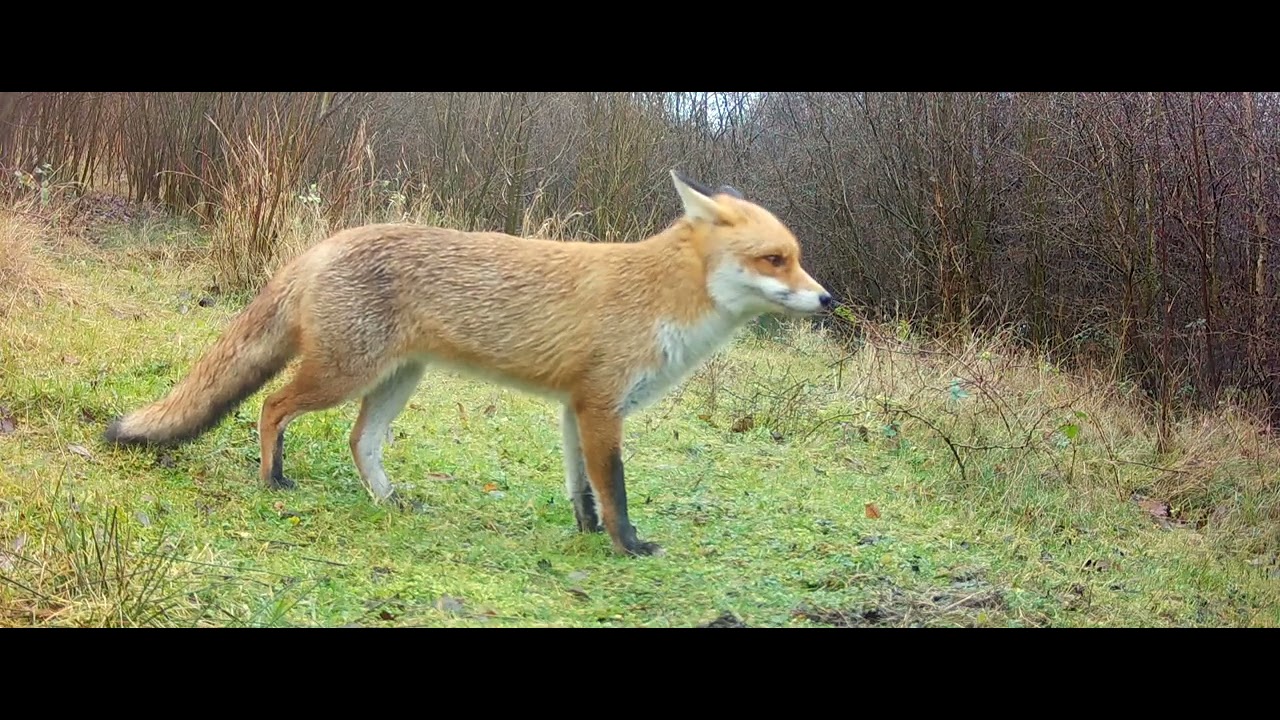 Fox in the rain