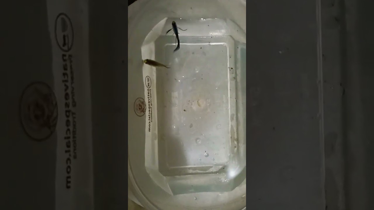 blue panda ribbon guppy 
