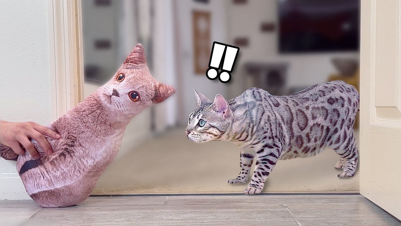 Pillow Cat Prank On Bengal Cat (Original Video)