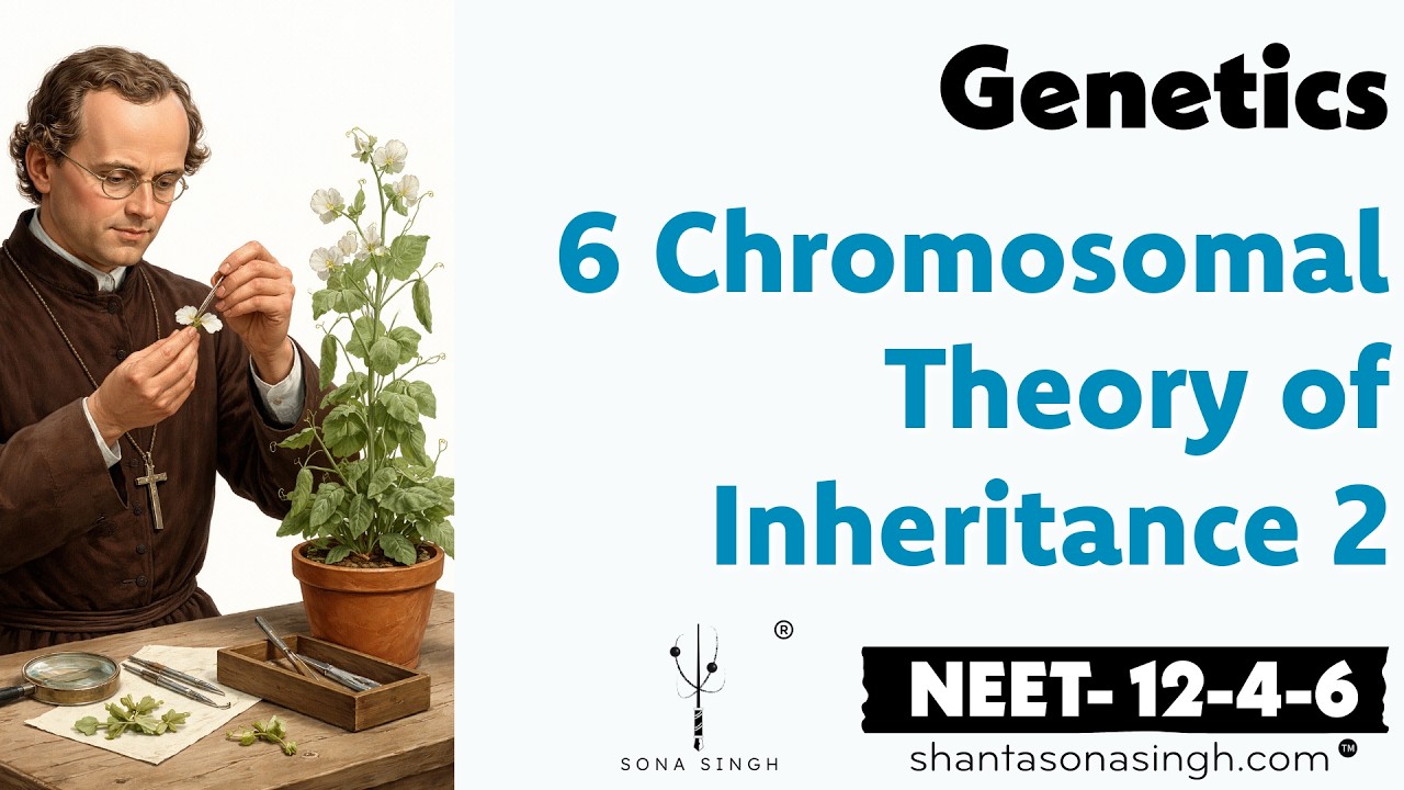 Chromosomal Theory of Inheritance 2 | Genetics 6 | NCERT Mapped NEET Biology