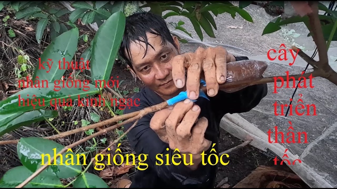 ghép chui cành cây mận nhanh lên đọt non - cách nhân giống mới của kỹ thuật viên Bến Tre