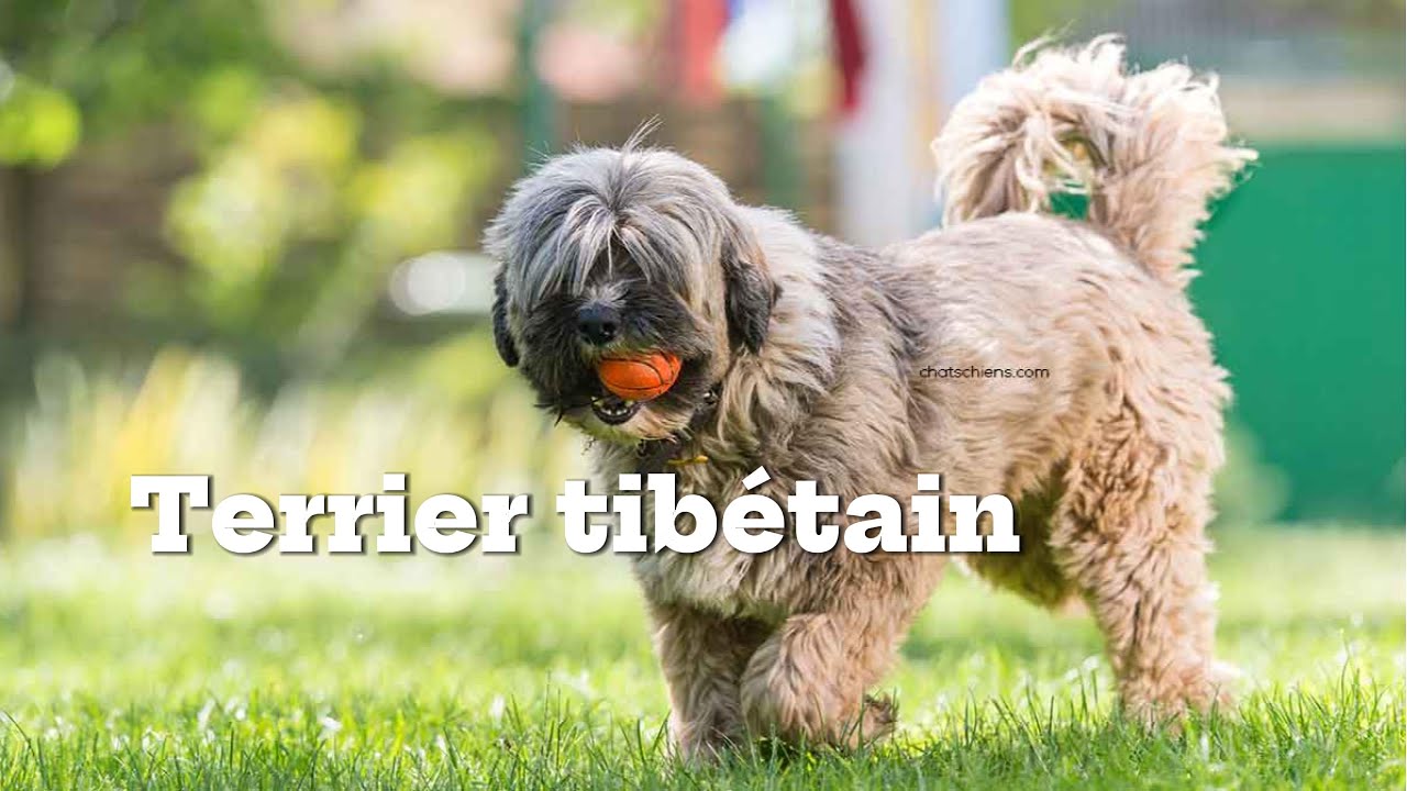 Terrier tibétain