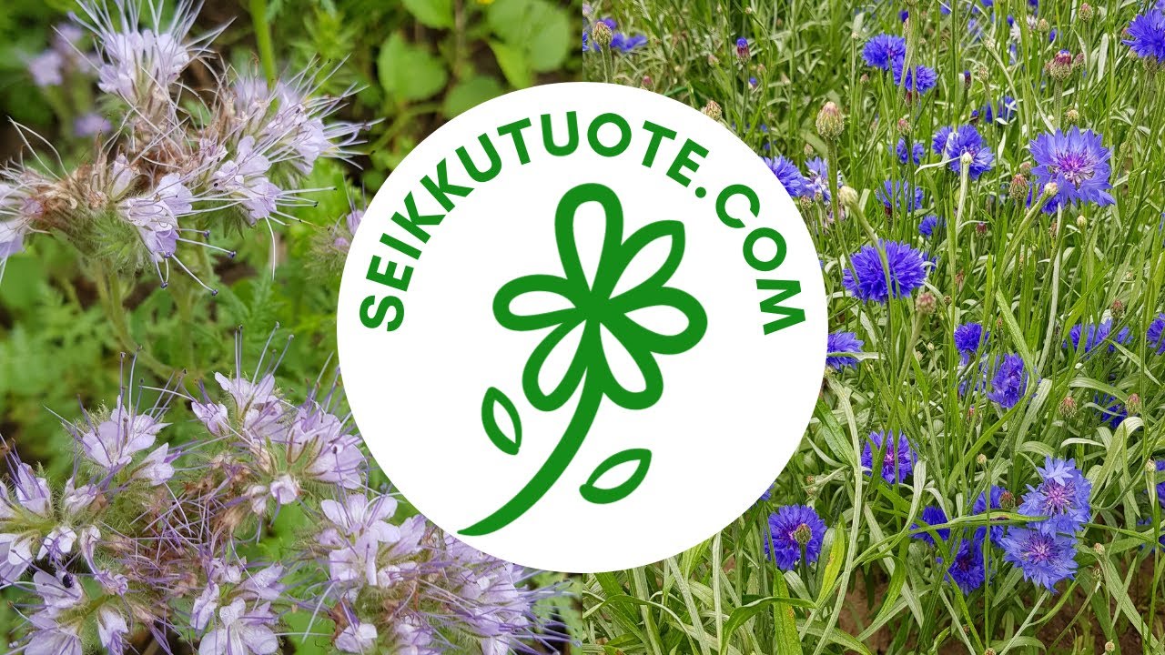 HELPPOHOITOISET KUKAT JA PERENNAT VAATIMATTOMALLE KASVUPAIKALLE
