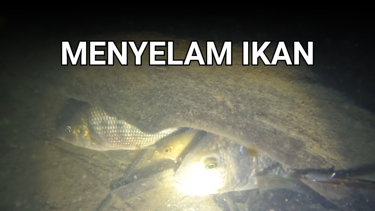 ANAK SUNGAI SEDALAM 1 KAKI ADA IKAN BESAR ? | MENYELAM IKAN MALAM