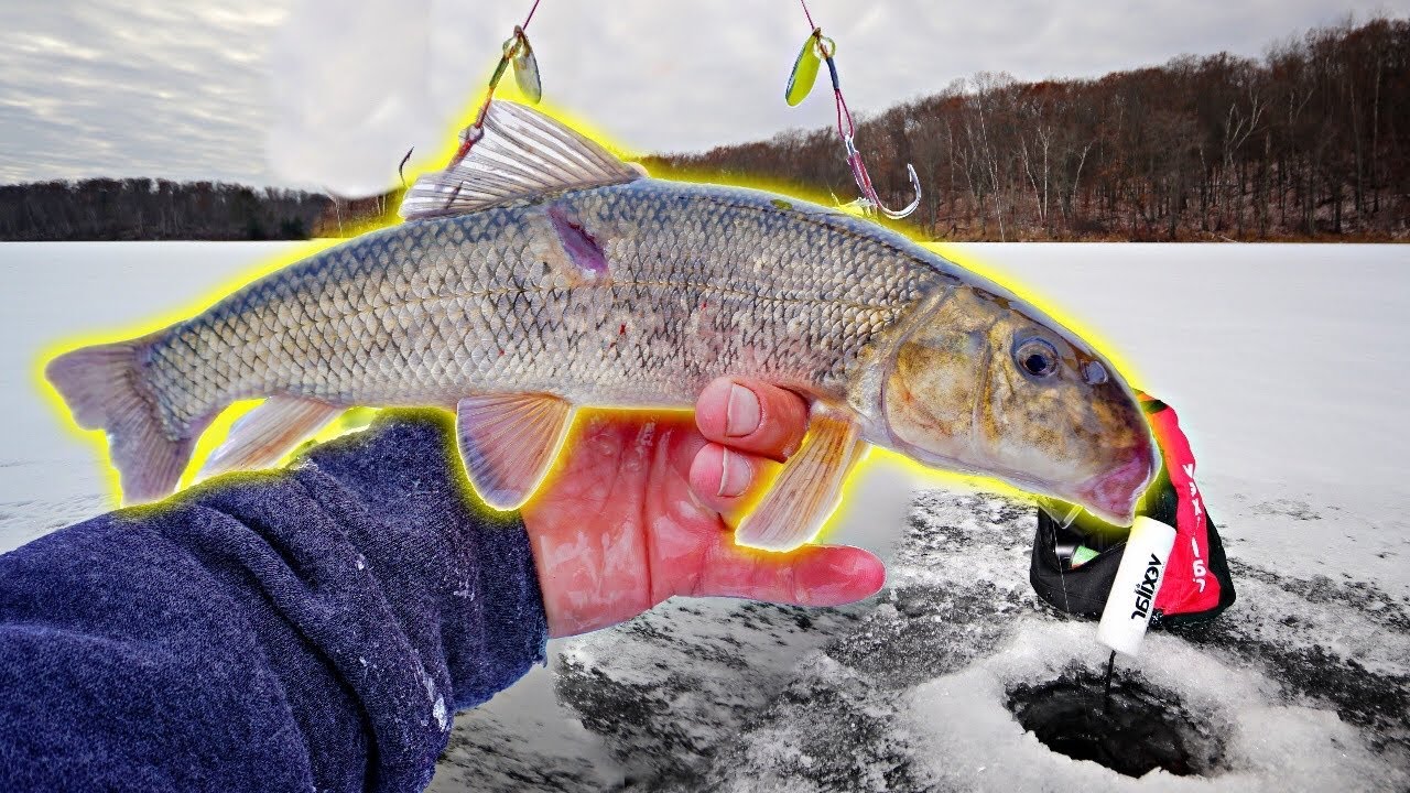 Using GIANT LIVE SUCKERS On EARLY Ice!!! (Tip Up Fishing)