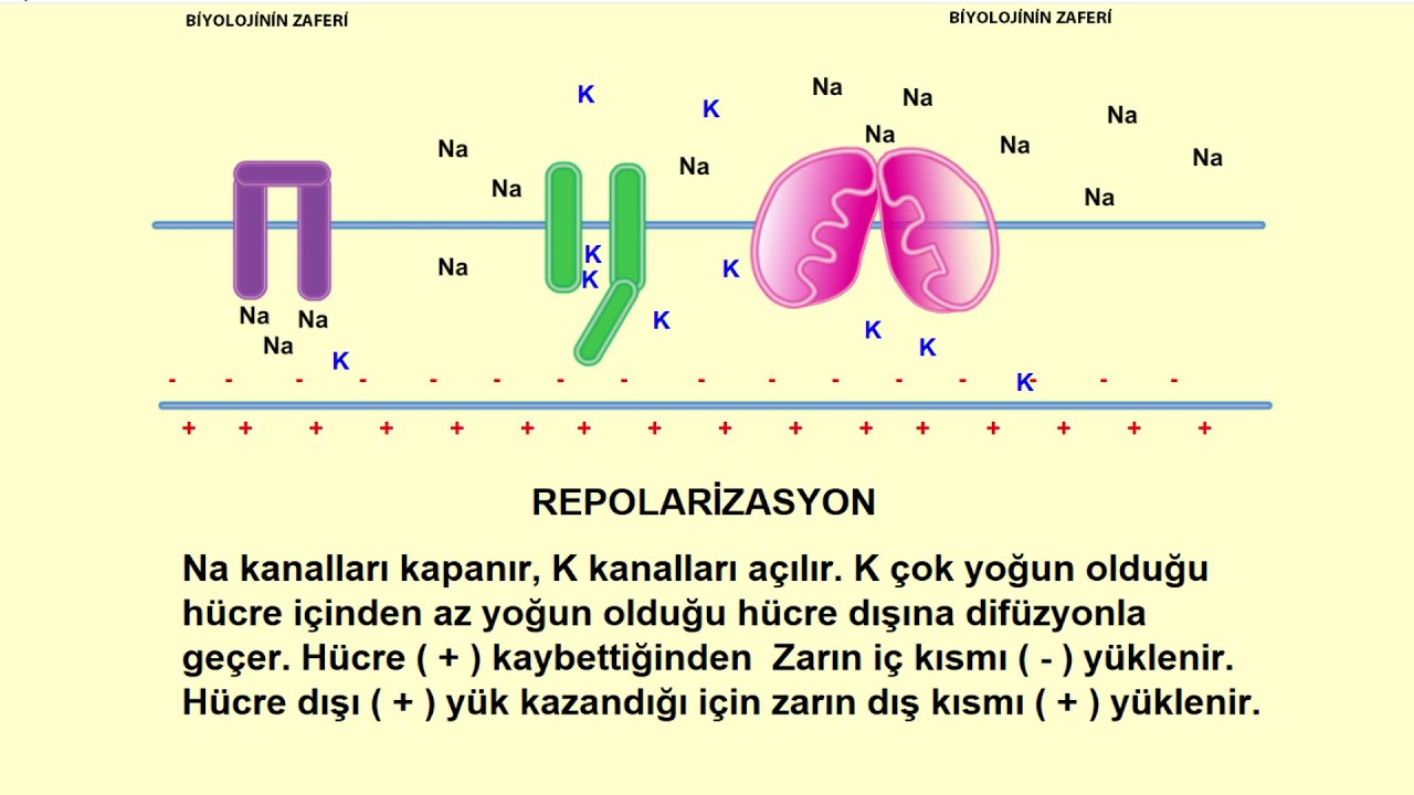 Impulse transmission animation - (İmpuls iletimi animasyonu )