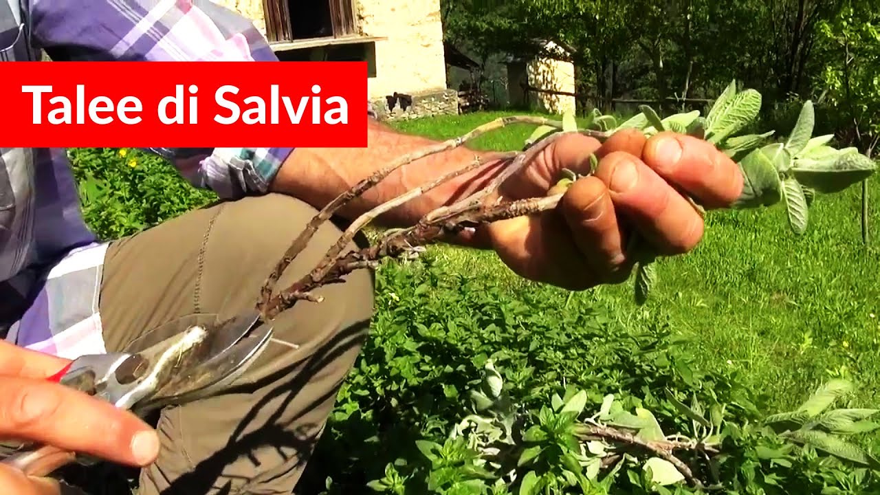 SALVIA un sistema efficace  per ottenere Nuove Piante