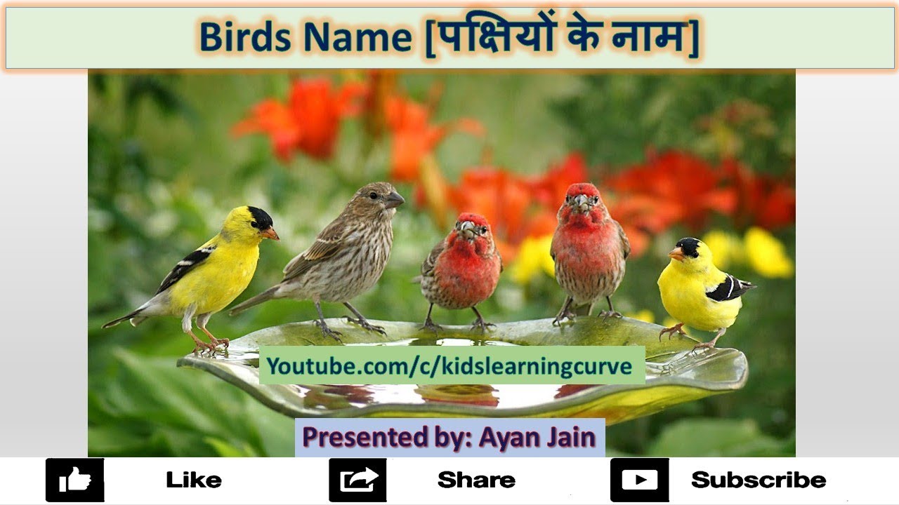 #AyanJain 23 Birds Name [पक्षियों के नाम]:: Ayan Jain