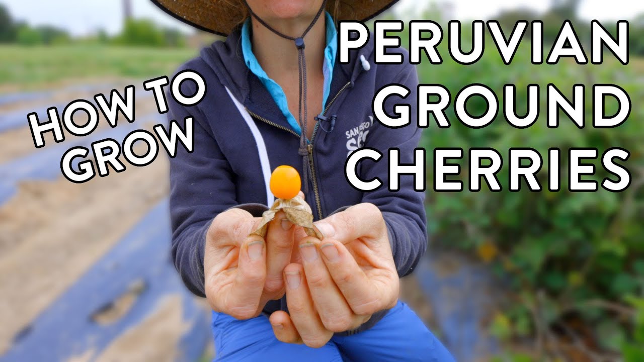 Why Your Garden Needs Peruvian Ground Cherries &ndash; Easy & Delicious!