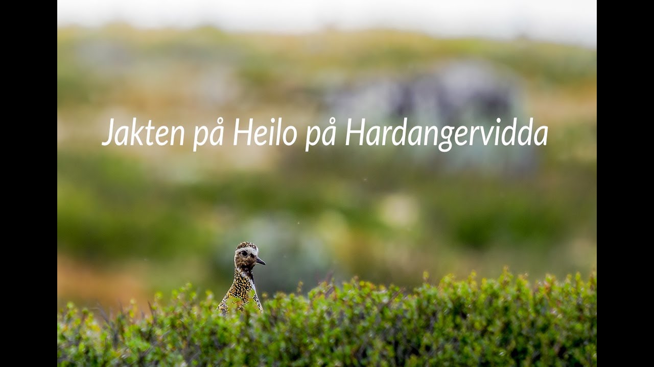 Heilo at Hardangervidda, Norway