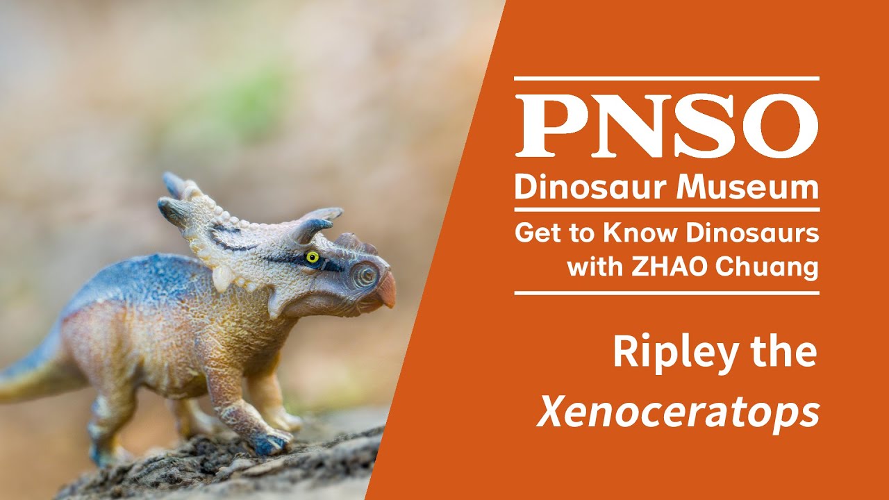 042 Ripley the Xenoceratops | Get to Know Dinosaurs with ZHAO Chuang