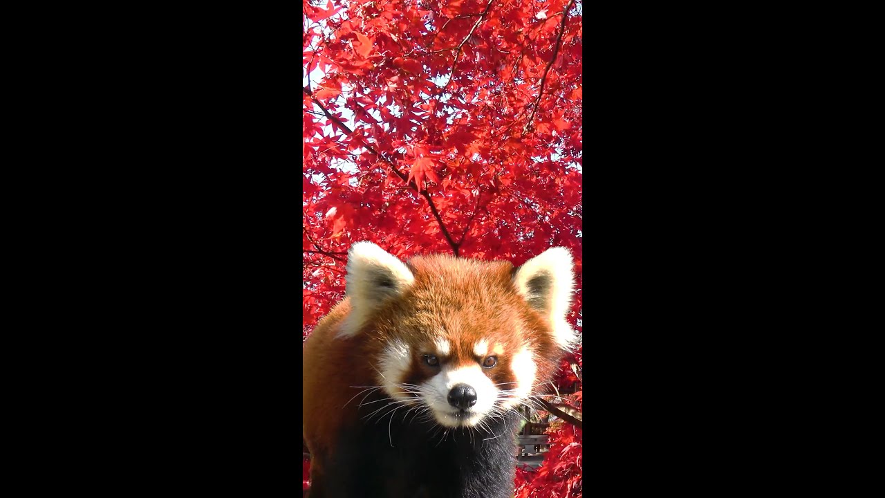 Red Panda TAIYO in autumn red leaves is gallant in NISHIYAMA ZOO at SABAE #shorts #西山動物園 #レッサーパンダ