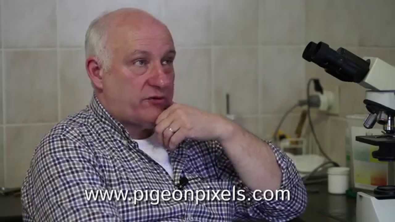 Trailer PigeonPixels 2: Nico Pronk & Ben de Keijzer.