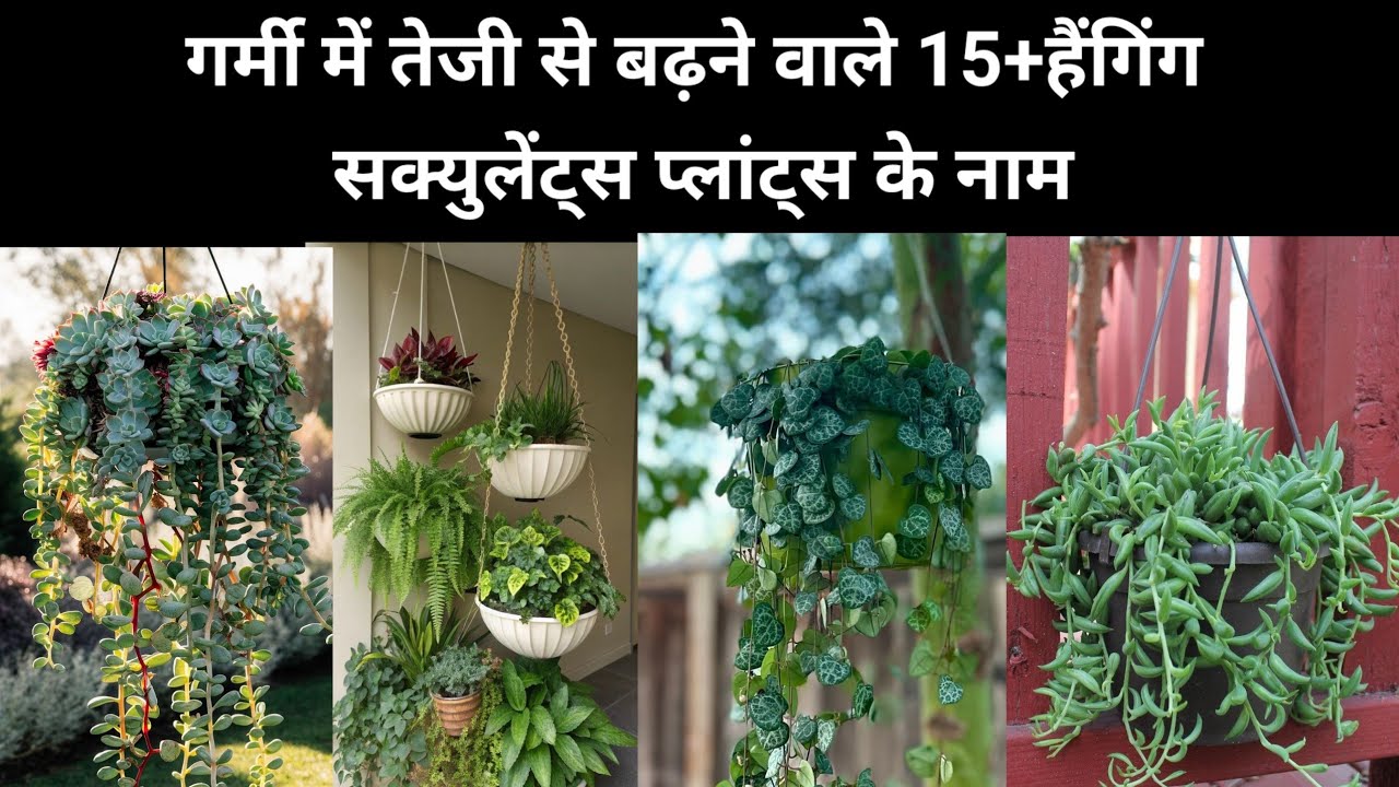 गर्मी में तेजी से बढ़ने वाले 15+हैंगिंग सक्युलेंट्स प्लांट्स के नाम।