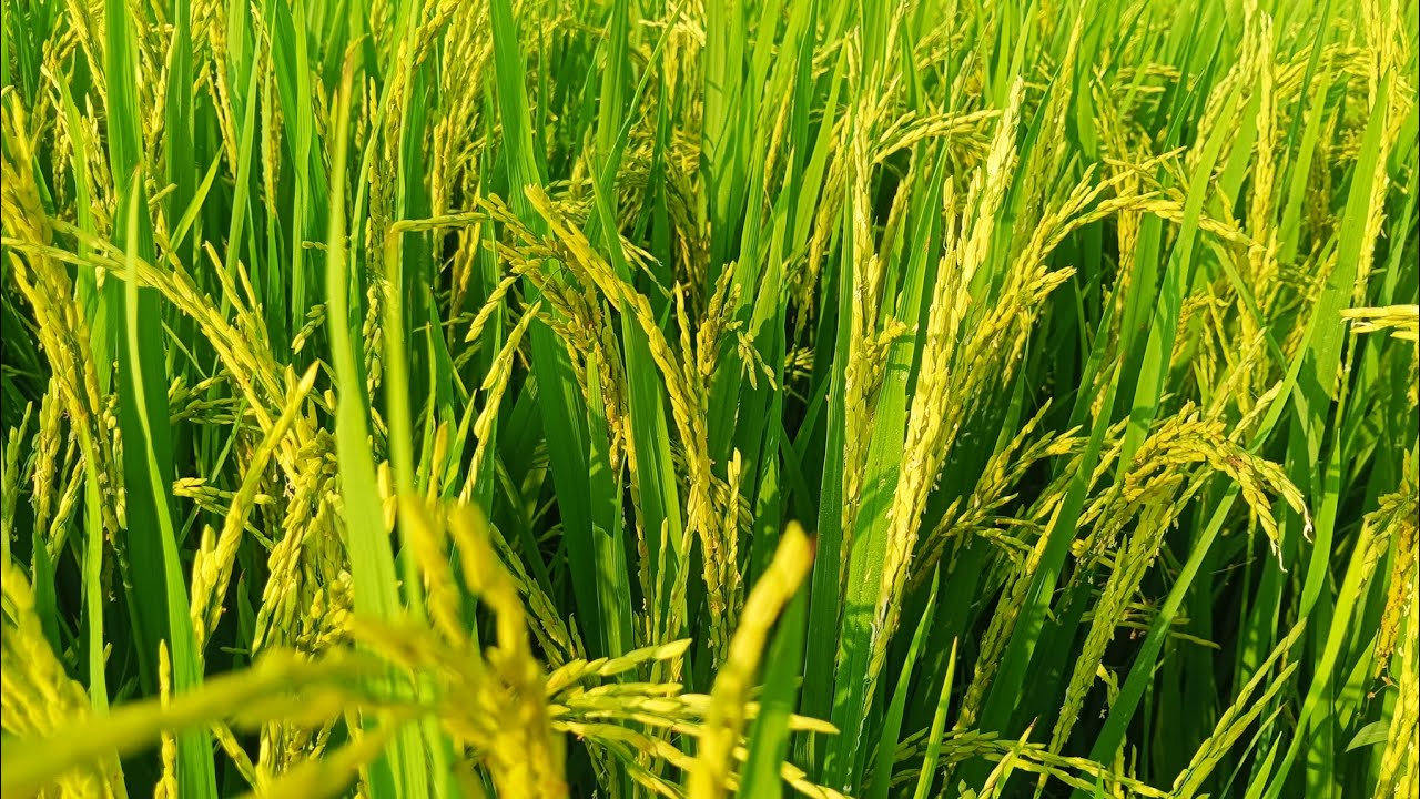 Lúa om18 kéo hàng cụm.áp dụng kĩ thuật trồng lúa của công ty KTL Nguyễn Ngào 