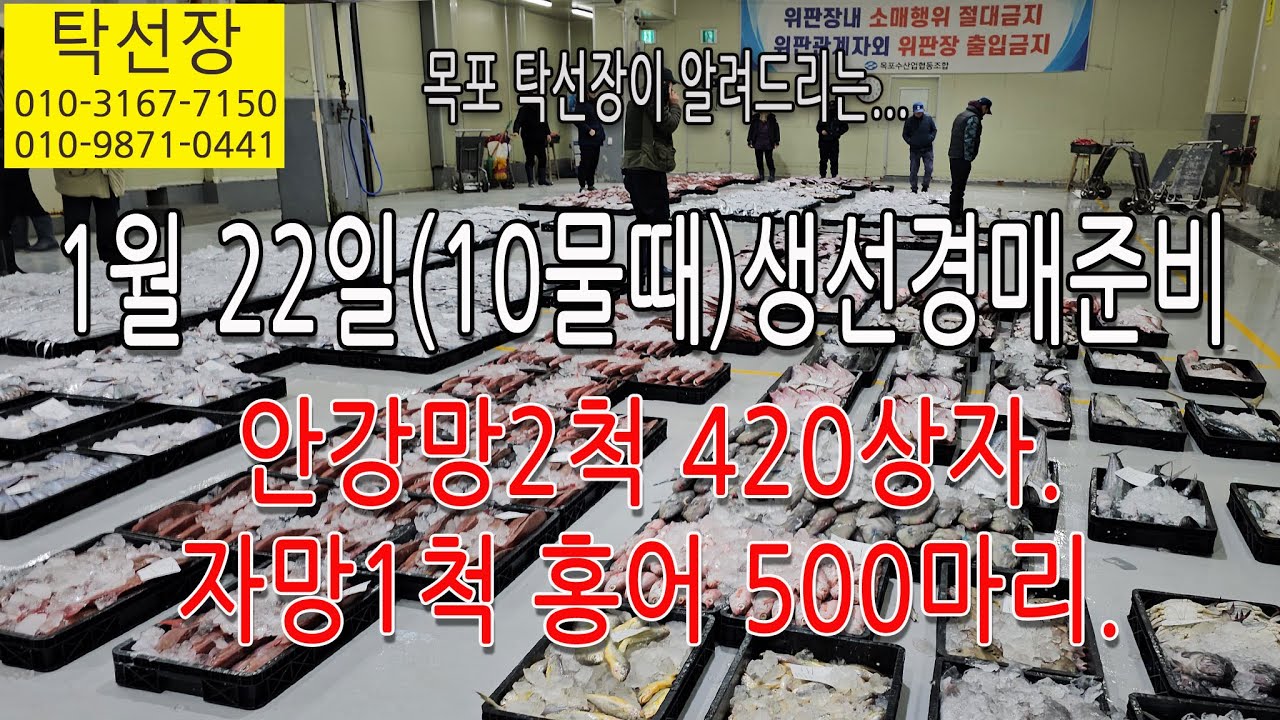 1월 22일(10물) 홍어, 갈치, 잡어 생선 경매 준비합니다 